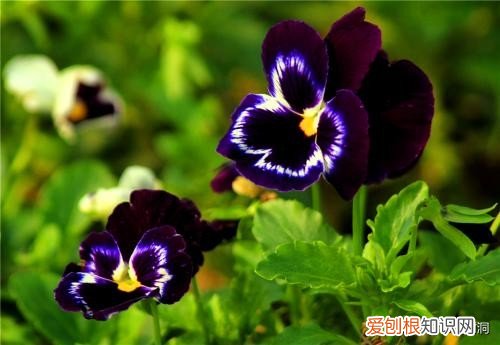 附：十大诅咒之花 代表黑暗和绝望的花是什么花