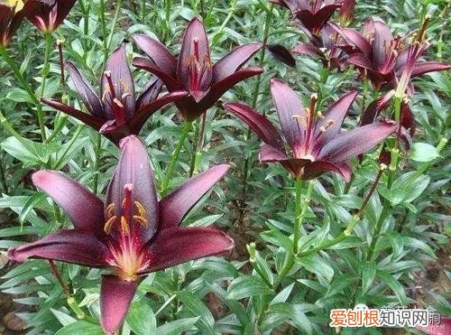 附：十大诅咒之花 代表黑暗和绝望的花是什么花