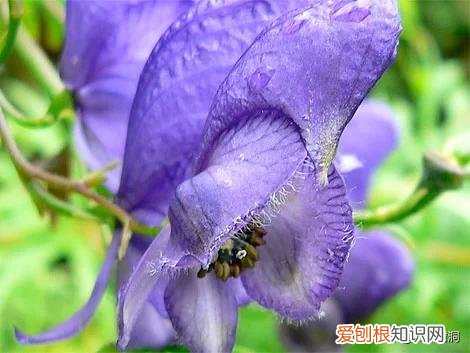 附：十大诅咒之花 代表黑暗和绝望的花是什么花