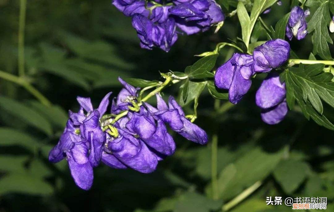 附：十大诅咒之花 代表黑暗和绝望的花是什么花