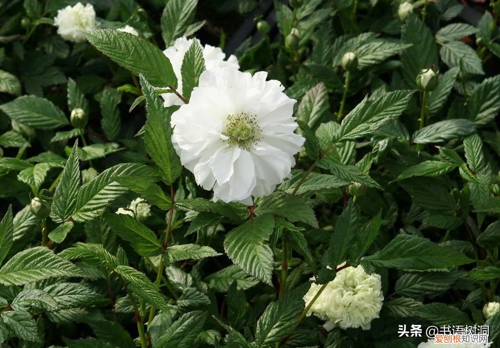 附：十大诅咒之花 代表黑暗和绝望的花是什么花