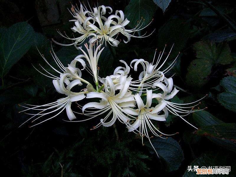 附：十大诅咒之花 代表黑暗和绝望的花是什么花