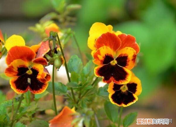 附：十大诅咒之花 代表黑暗和绝望的花是什么花