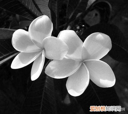 附：十大诅咒之花 代表黑暗和绝望的花是什么花