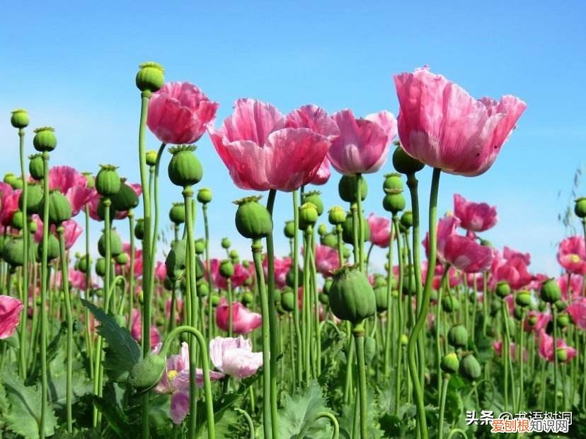 附：十大诅咒之花 代表黑暗和绝望的花是什么花