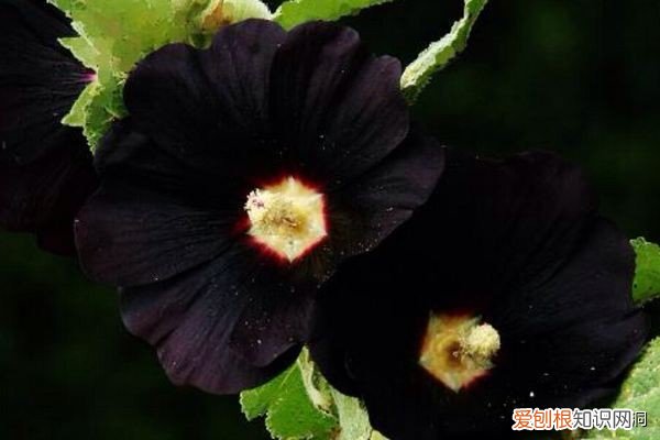 附：十大诅咒之花 代表黑暗和绝望的花是什么花