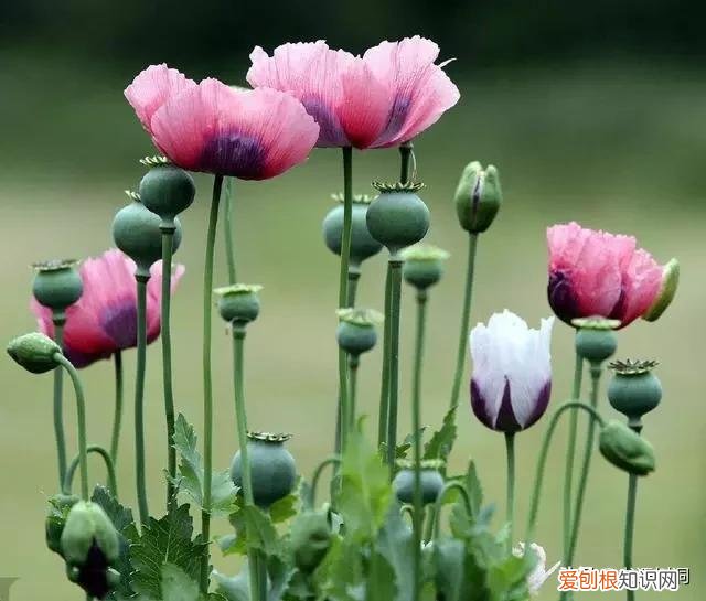 附：十大诅咒之花 代表黑暗和绝望的花是什么花