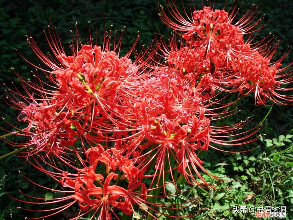 附：十大诅咒之花 代表黑暗和绝望的花是什么花