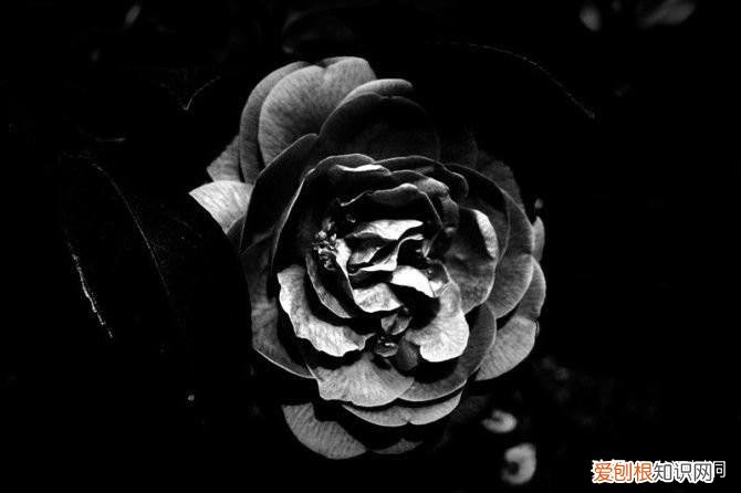 附：十大诅咒之花 代表黑暗和绝望的花是什么花