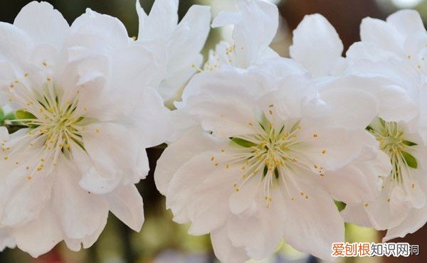 附：十大诅咒之花 代表黑暗和绝望的花是什么花