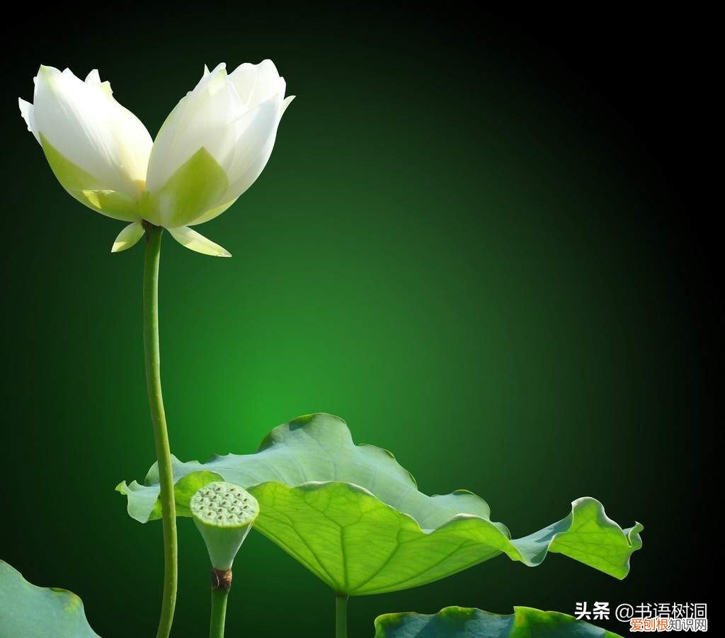 附：十大诅咒之花 代表黑暗和绝望的花是什么花