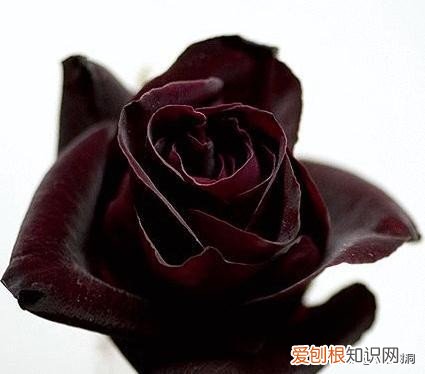 附：十大诅咒之花 代表黑暗和绝望的花是什么花