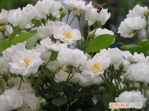 附：十大诅咒之花 代表黑暗和绝望的花是什么花