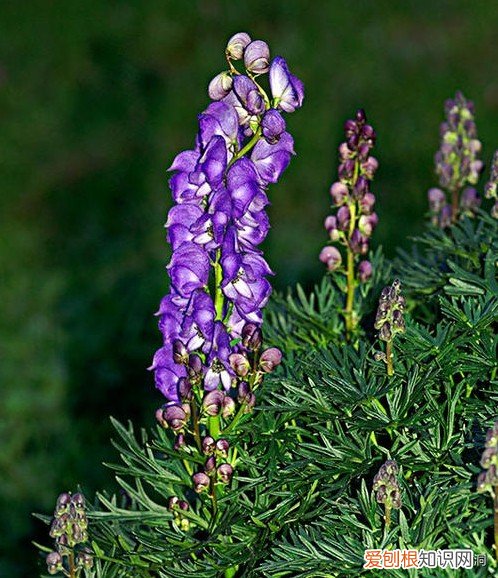 附：十大诅咒之花 代表黑暗和绝望的花是什么花