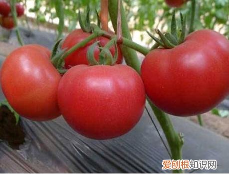 否则等于毁了一锅肉 炖牛肉最忌讳两种佐料