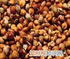 五谷杂粮是哪五谷杂粮是哪些 五谷杂粮有哪些