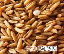 五谷杂粮是哪五谷杂粮是哪些 五谷杂粮有哪些