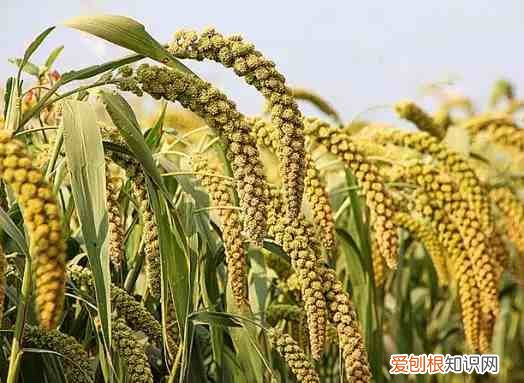 五谷杂粮是哪五谷杂粮是哪些 五谷杂粮有哪些