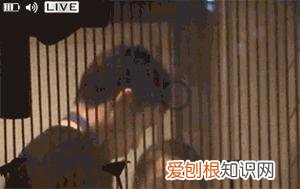 魏晨老婆是谁？魏晨老婆是初恋吗