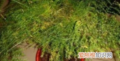 文竹怎么养才能更旺盛？文竹的养殖方法和注意事项