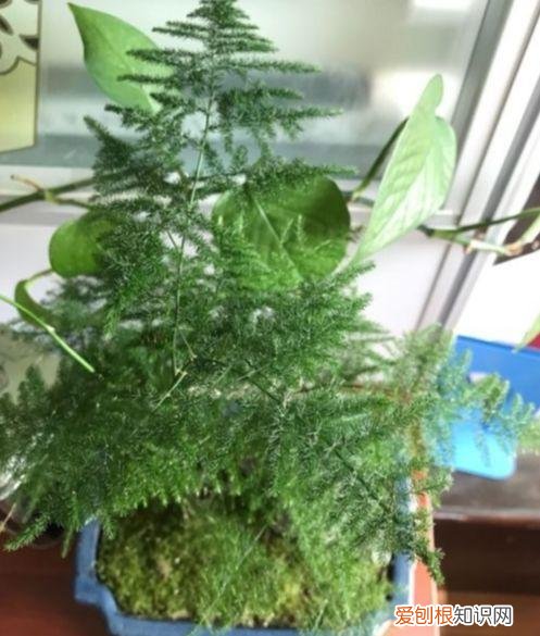 文竹怎么养才能更旺盛？文竹的养殖方法和注意事项