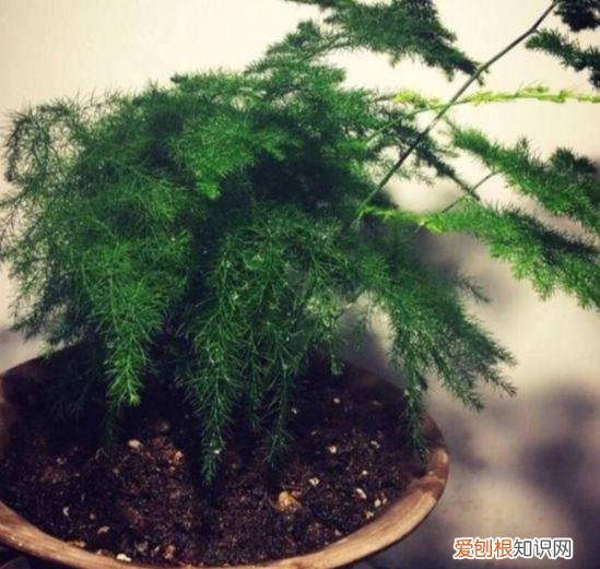 文竹怎么养才能更旺盛？文竹的养殖方法和注意事项