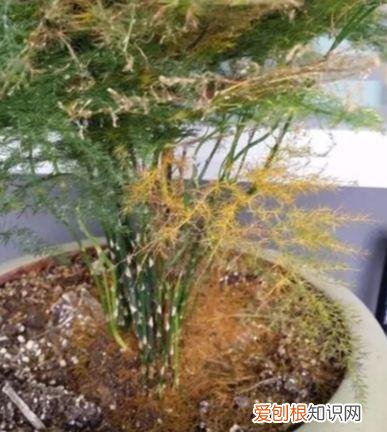 文竹怎么养才能更旺盛？文竹的养殖方法和注意事项