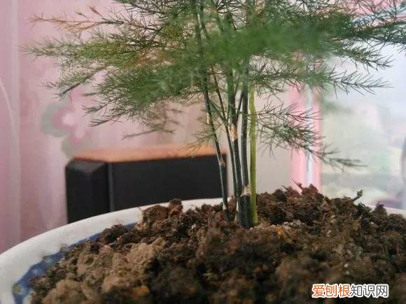 文竹怎么养才能更旺盛？文竹的养殖方法和注意事项