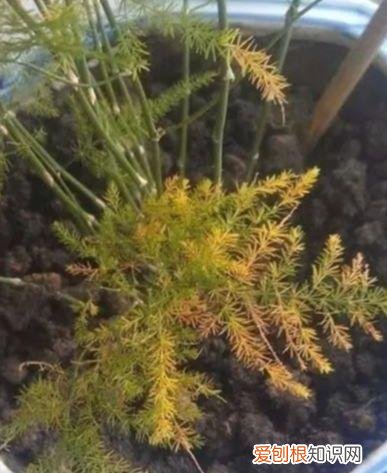 文竹怎么养才能更旺盛？文竹的养殖方法和注意事项