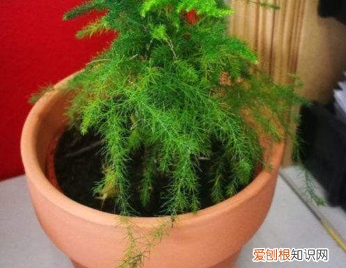 文竹怎么养才能更旺盛？文竹的养殖方法和注意事项