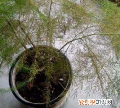 文竹怎么养才能更旺盛？文竹的养殖方法和注意事项