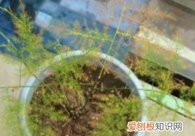 文竹怎么养才能更旺盛？文竹的养殖方法和注意事项