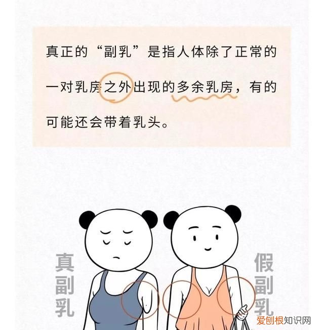 女生胸部冷知识,8条胸部冷知识你都知道吗