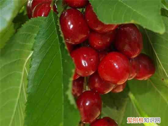 当归枸杞泡水喝的功效 枸杞子和什么泡水喝补肾壮阳