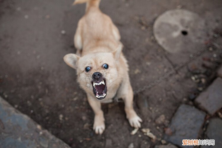 最好在24小时内接种 狂犬疫苗最佳时间是多少小时内