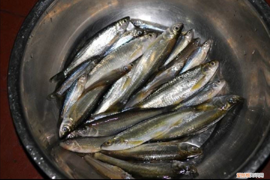 乌龟吃什么食物？乌龟吃什么食物大全