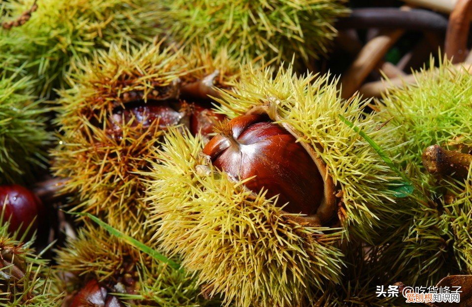 学会这个方法，去皮干净不伤手 板栗怎么去皮和壳小妙招