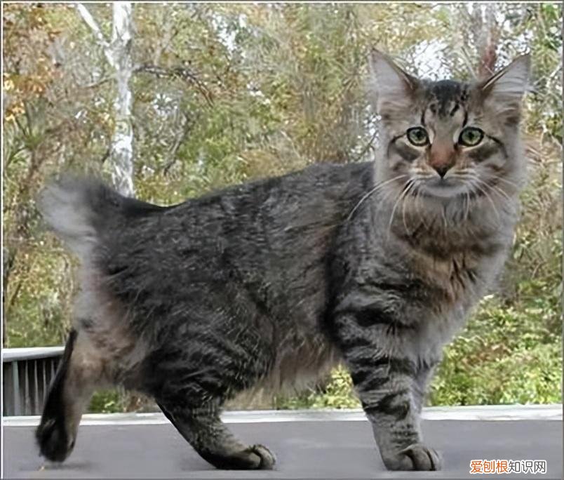 俄罗斯猫的品种有哪些 猫的品种有哪些