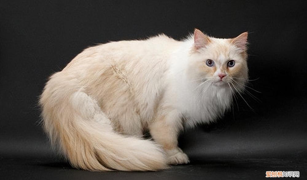 俄罗斯猫的品种有哪些 猫的品种有哪些