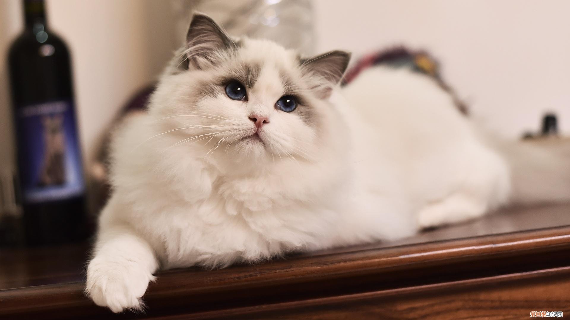 俄罗斯猫的品种有哪些 猫的品种有哪些