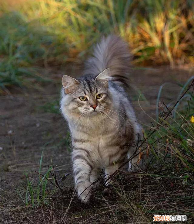 俄罗斯猫的品种有哪些 猫的品种有哪些