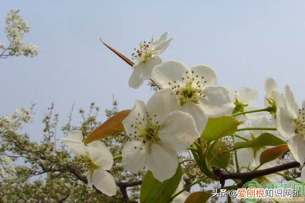 梨花是什么季节开的？春季的3-5月份左右