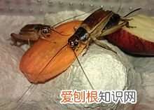 蟋蟀吃什么？一般都是以嫩芽嫩叶及根为食