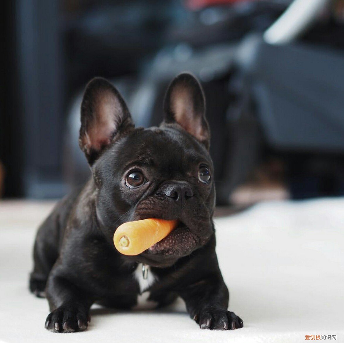 阿拉斯加犬多少钱一只？一般在2000-5000元左右