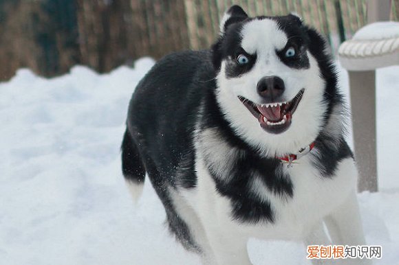 阿拉斯加犬多少钱一只？一般在2000-5000元左右