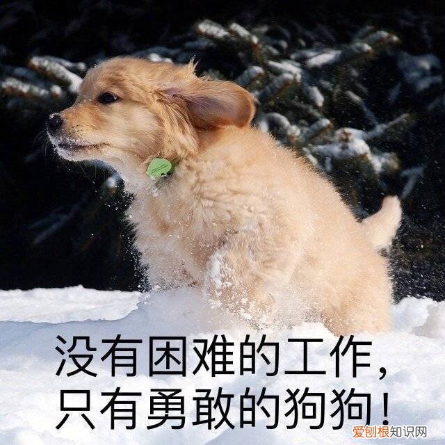阿拉斯加犬多少钱一只？一般在2000-5000元左右
