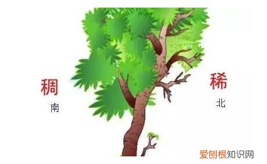 天然的指南针有哪些?一文全部弄清楚