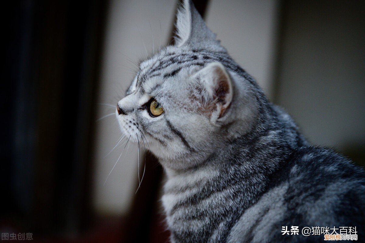 虎斑猫的市场价格是多少