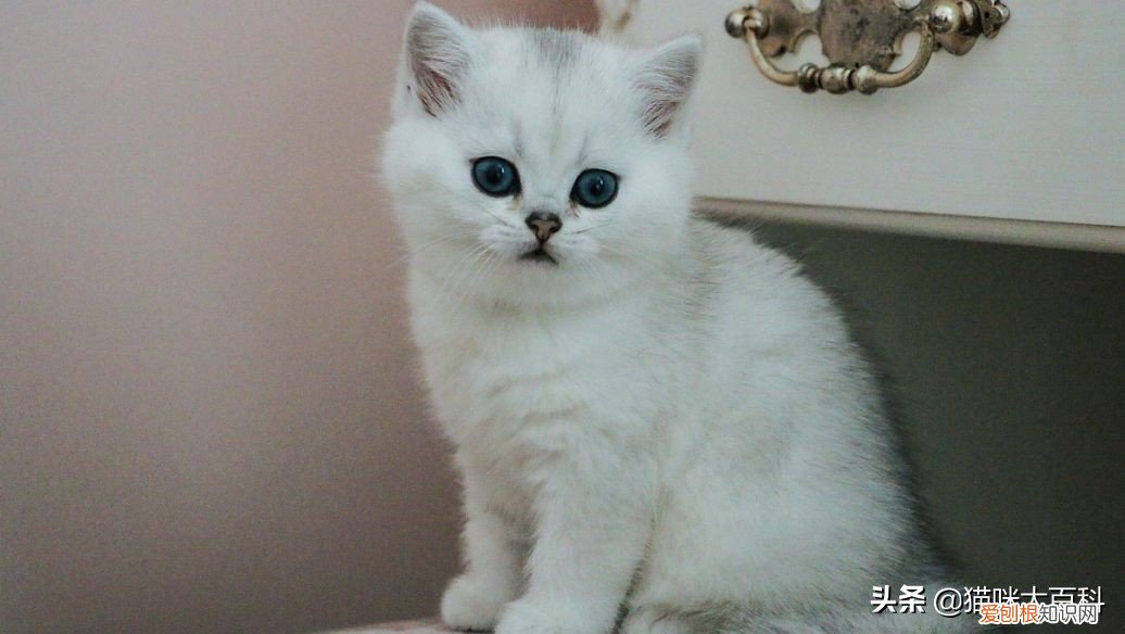 虎斑猫的市场价格是多少