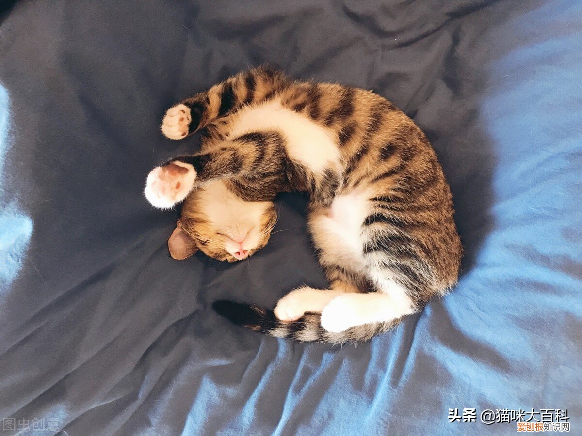 虎斑猫的市场价格是多少